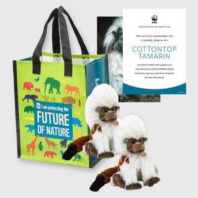cottontop tamarin Plush adoption kit