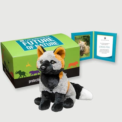 cross fox Plush, box + frame adoption kit