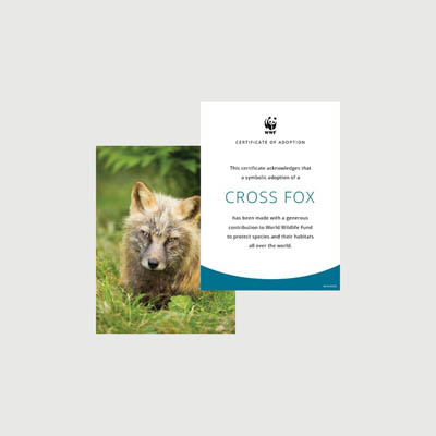 cross fox Photo + certificate adoption kit
