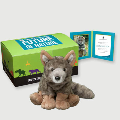 darwins fox Plush, box + frame adoption kit