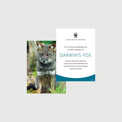 darwins fox Photo + certificate adoption kit