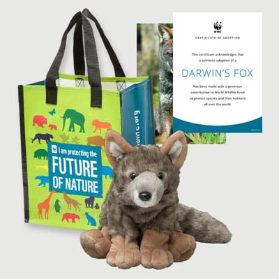 darwins fox Plush adoption kit