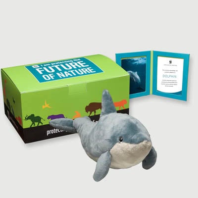 dolphin Plush, box + frame adoption kit