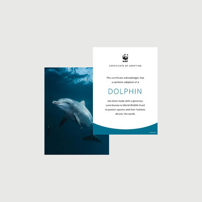 dolphin Photo + certificate adoption kit