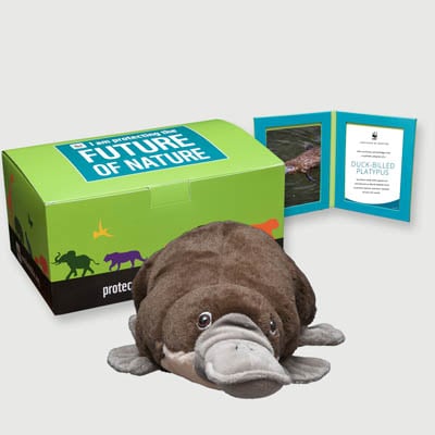 duck billed platypus Plush, box + frame adoption kit