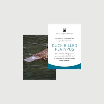 duck billed platypus Photo + certificate adoption kit