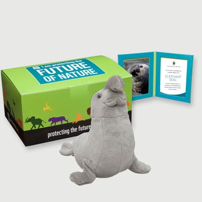 elephant seal Plush, box + frame adoption kit