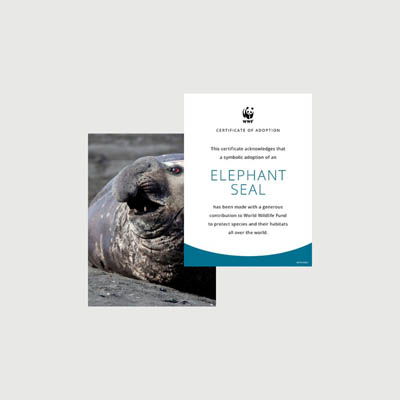 elephant seal Photo + certificate adoption kit