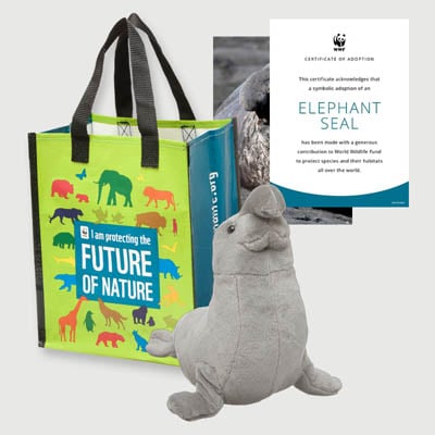 elephant seal Plush adoption kit