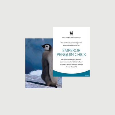 emperor penguin chick Photo + certificate adoption kit