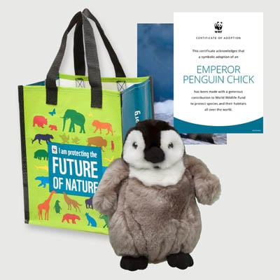 emperor penguin chick Plush adoption kit
