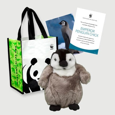Emperor Penguin Chick
