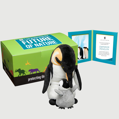 emperor penguin Plush pair adoption kit