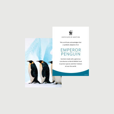 emperor penguin Photo + certificate adoption kit