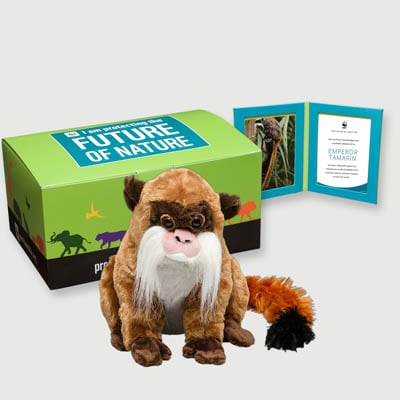 emperor tamarin Plush, box + frame adoption kit