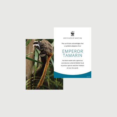 emperor tamarin Photo + certificate adoption kit