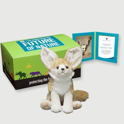 fennec fox Plush, box + frame adoption kit