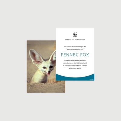fennec fox Photo + certificate adoption kit