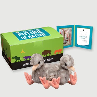 flamingo chick Plush, box + frame adoption kit