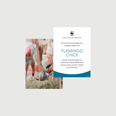 flamingo chick Photo + certificate adoption kit