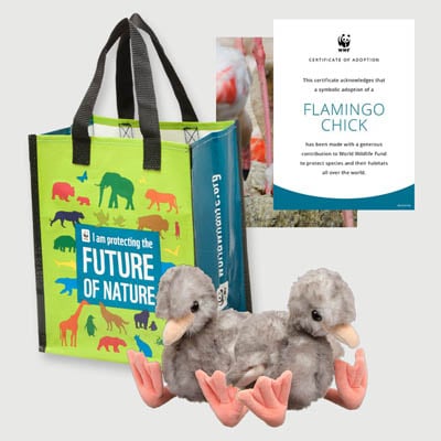 flamingo chick Plush adoption kit