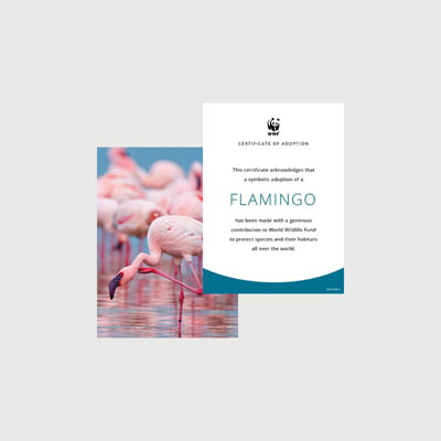 flamingo Photo + certificate adoption kit