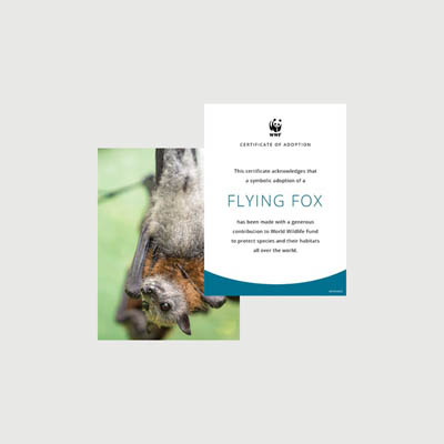 flying fox Photo + certificate adoption kit