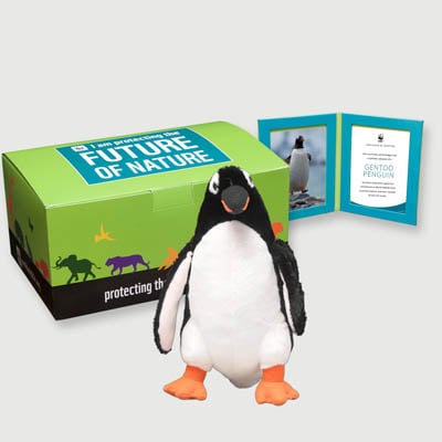 gentoo penguin Plush, box + frame adoption kit