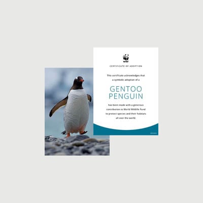 gentoo penguin Photo + certificate adoption kit