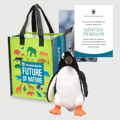gentoo penguin Plush adoption kit