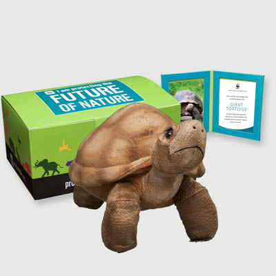 giant tortoise Plush, box + frame adoption kit
