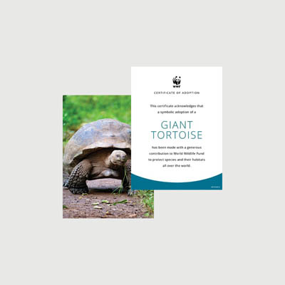 giant tortoise Photo + certificate adoption kit