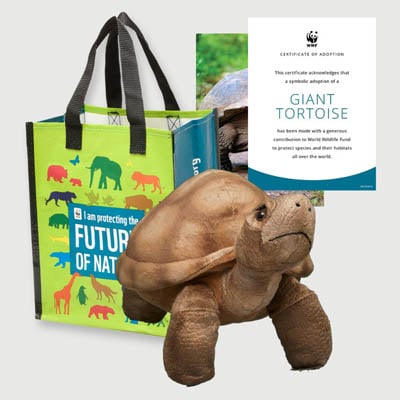 giant tortoise Plush adoption kit