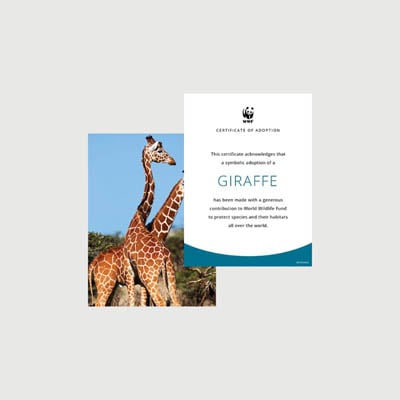 giraffe Photo + certificate adoption kit