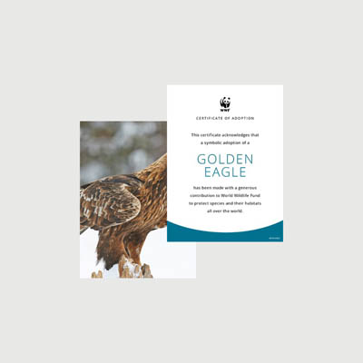golden eagle Photo + certificate adoption kit