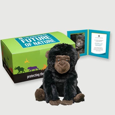 gorilla infant Plush, box + frame adoption kit