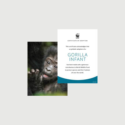 gorilla infant Photo + certificate adoption kit