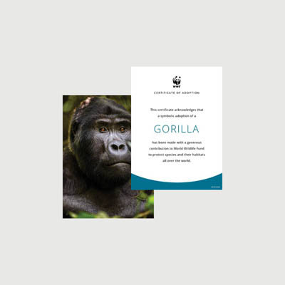 gorilla Photo + certificate adoption kit