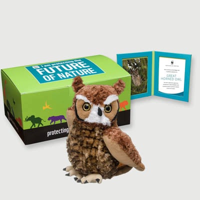 great horned owl Plush, box + frame adoption kit