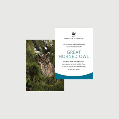 great horned owl Photo + certificate adoption kit