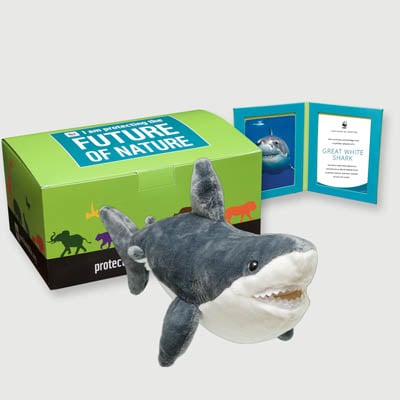 great white shark Plush, box + frame adoption kit