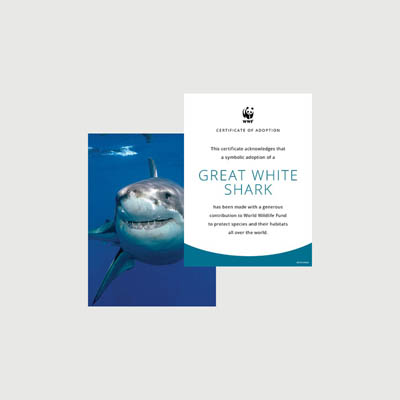 great white shark Photo + certificate adoption kit