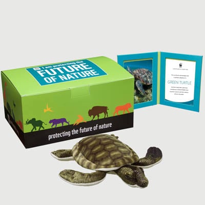green turtle Plush, box + frame adoption kit