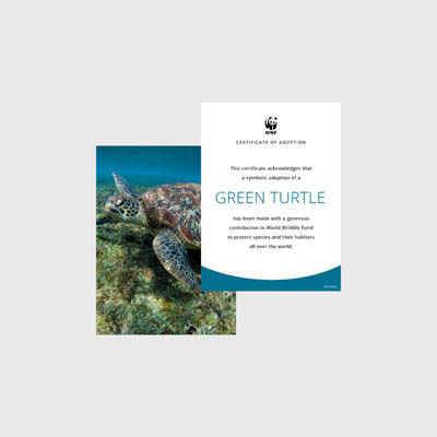 green turtle Photo + certificate adoption kit