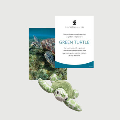green turtle Mini plush adoption kit