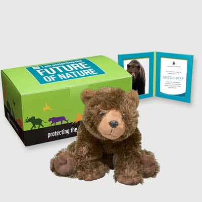 grizzly bear Plush, box + frame adoption kit