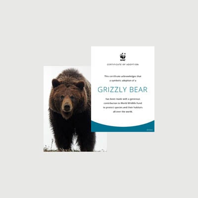 grizzly bear Photo + certificate adoption kit