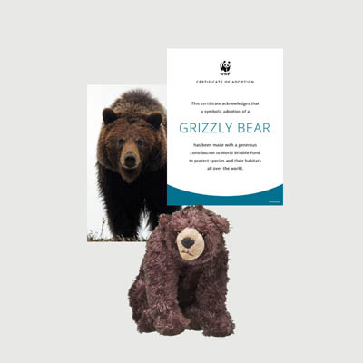 grizzly bear Mini plush adoption kit