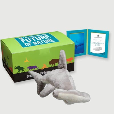 hammerhead shark Plush, box + frame adoption kit