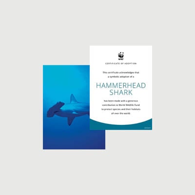 hammerhead shark Photo + certificate adoption kit